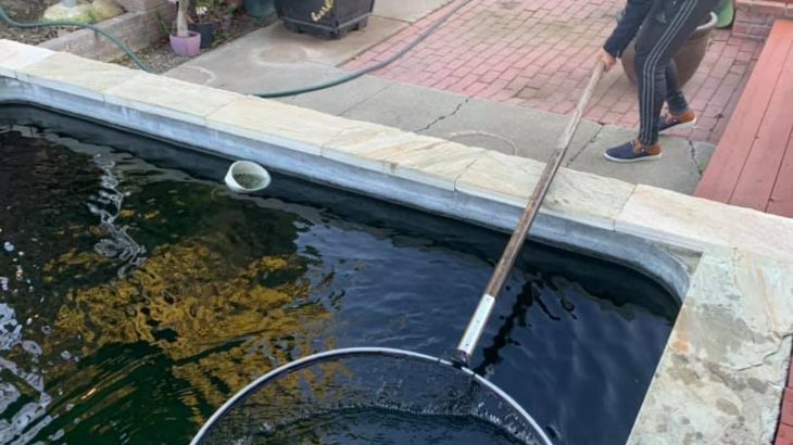 North California Koi lovers house visit 3 January 2019.