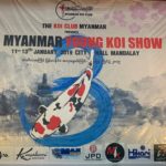 3Th Myanmar koi show on 11-12-13 January 2019.