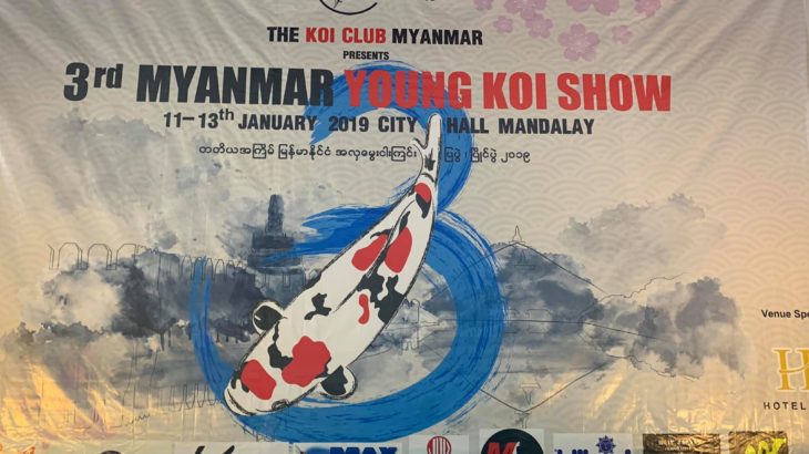 3Th Myanmar koi show on 11-12-13 January 2019.