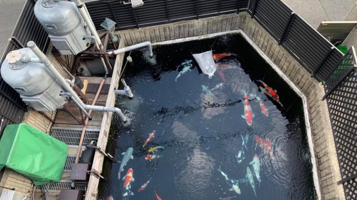 Koi hobbyist mr.D”s pond visit in Hyogo prefecture.