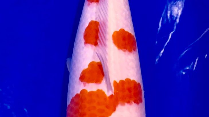 2th TNP All Thailand Young Koi Show 2019.