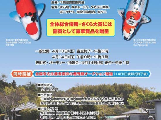 11th Chiba District Young koi Show on 13-14 April 2019.