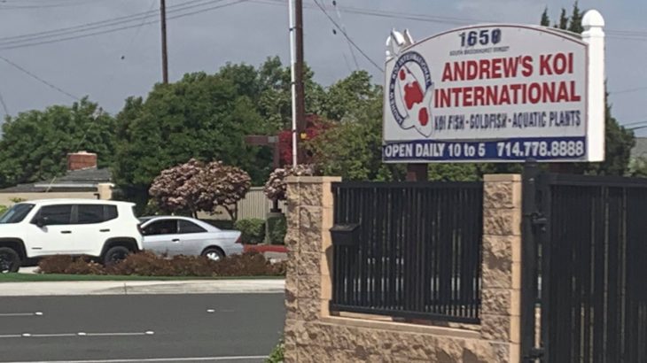 Andrews koi International visit on May 5 2019.