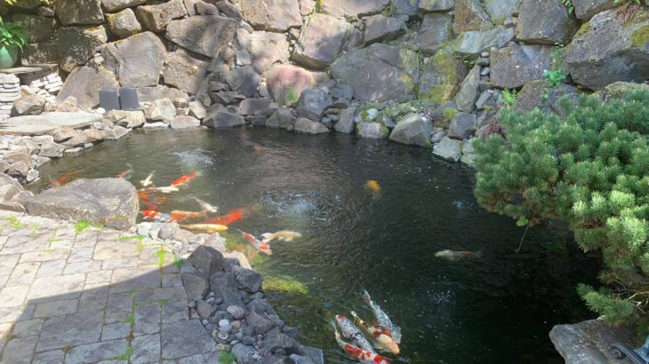 Koi hobbyist Mr.Brian’s pond visit in Washington USA