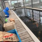 Maruchiku koi farm visit on May 9 2019.