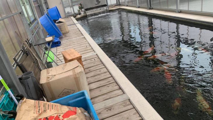 Maruchiku koi farm visit on May 9 2019.