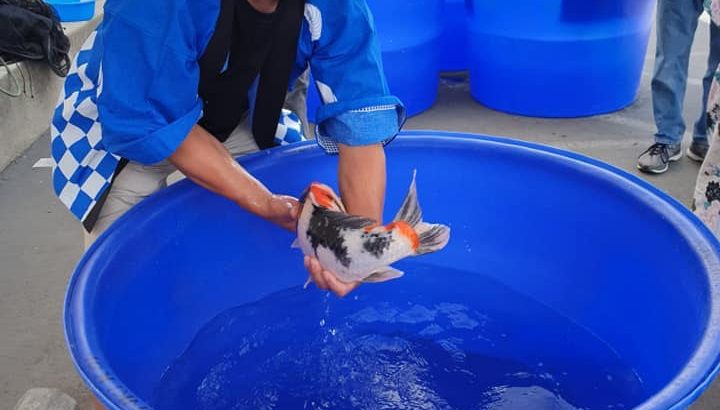 Genki Koi 1th Young Koi Show event on May 25 2019.