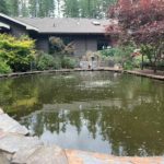 USA Washington koi hobbyist house pond visit on Jun 14 2019.