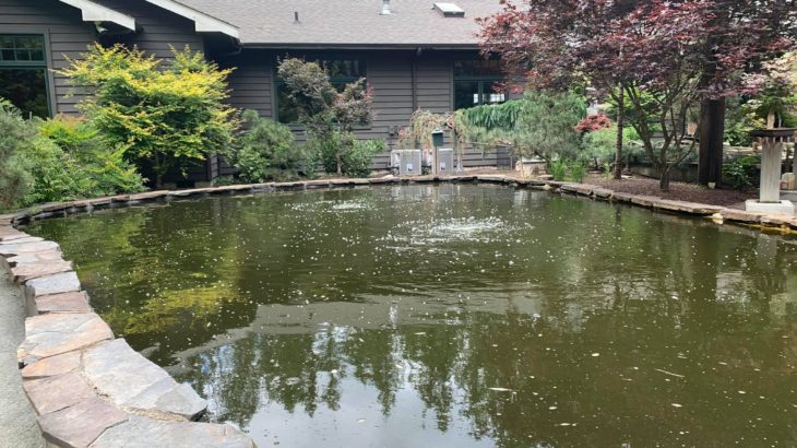 USA Washington koi hobbyist house pond visit on Jun 14 2019.