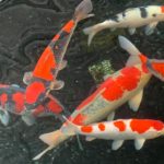 Kondo koi farm visit on July 5 in Aichi prefecture.