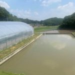 Oyama Koi farm visit August 2 2019 in Hiroshima prefecture.