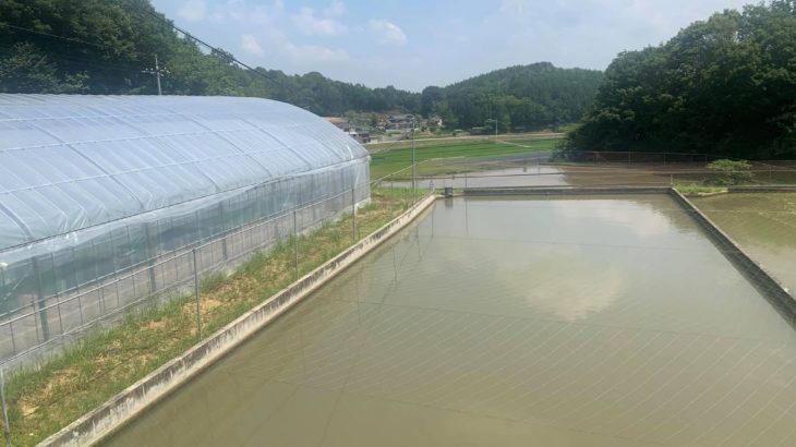 Oyama Koi farm visit August 2 2019 in Hiroshima prefecture.