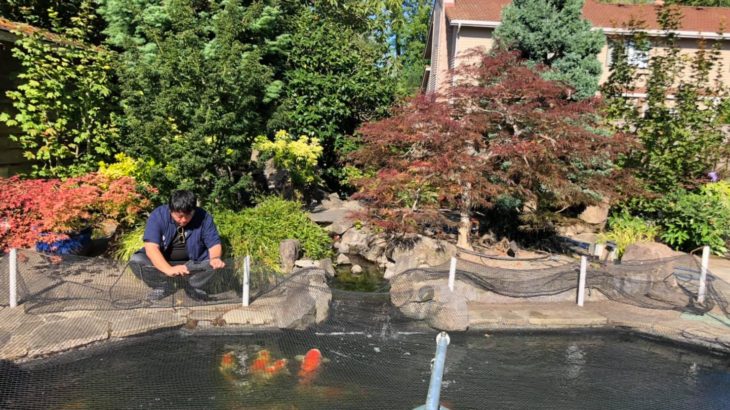 2019 ZNA Northwest Koi Show GC owners pond visit on July 28 with PS koi Russell san .