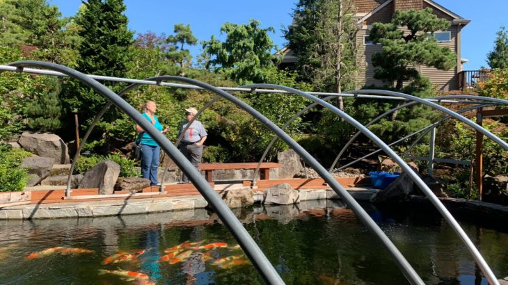 American North West Koi hobbyist Mr.Larry san’s house pond visited on July 28 2019.