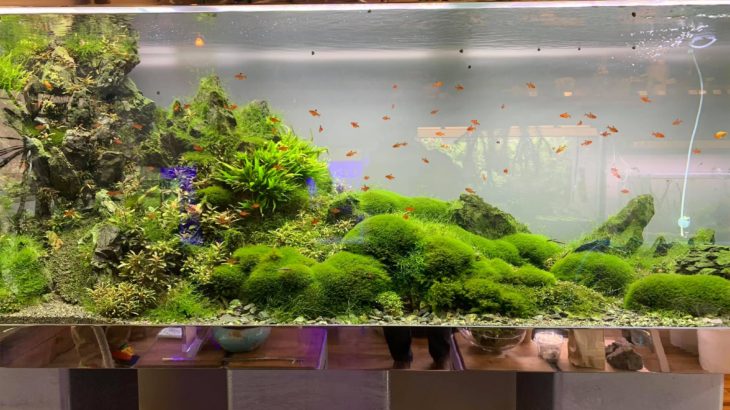 One of the high end quality aquarium shop visit in Tokyo on September 4 2019.