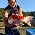 Miyoshi fish farm main mud pond harvest visit on November 16 2019 in Kochi prefecture.