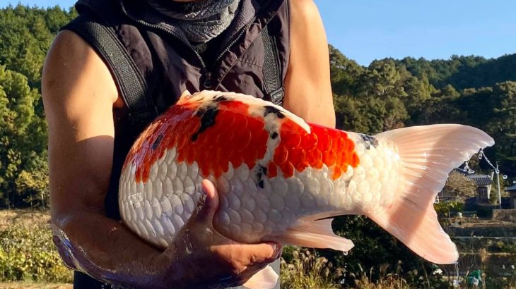 Miyoshi fish farm main mud pond harvest visit on November 16 2019 in Kochi prefecture.