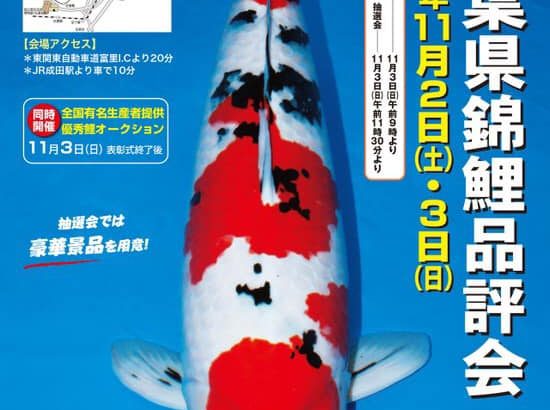 2019年11月2-3日 第48回千葉県錦鯉品評会