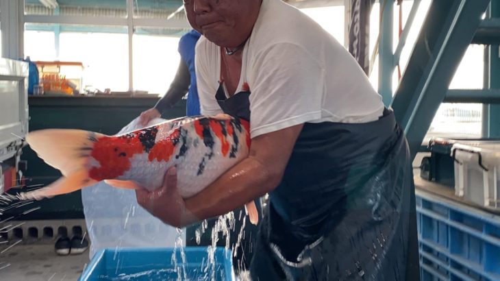 Miyoshi fish farm main mud pond harvest visit on November 16 2019 in Kochi prefecture.