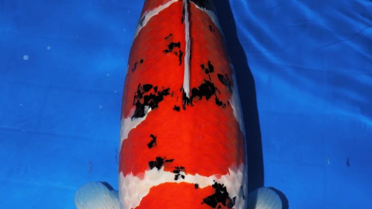 50th All Japan Rinyukai koi show on November 23 2019.