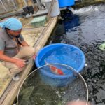 November 18, 2019 Kachi Koi Farm visit in Fukui Prefecture.