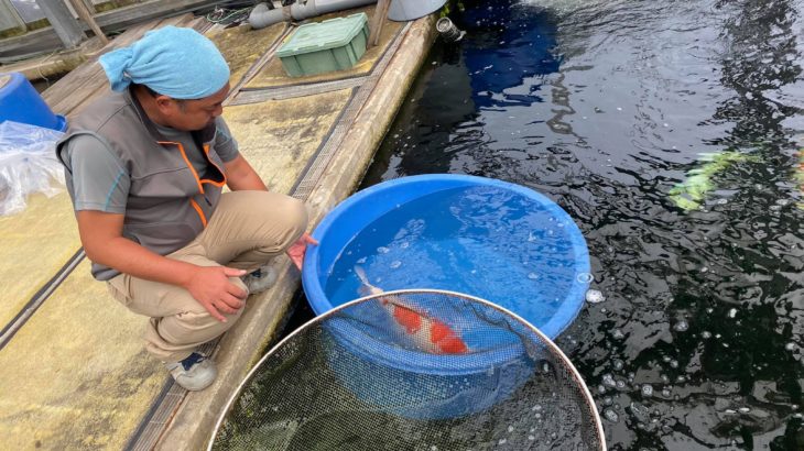 November 18, 2019 Kachi Koi Farm visit in Fukui Prefecture.