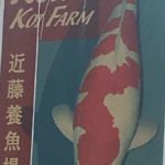 Kondo Koi farm visit.