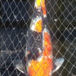 Mystic koi visit in USA.