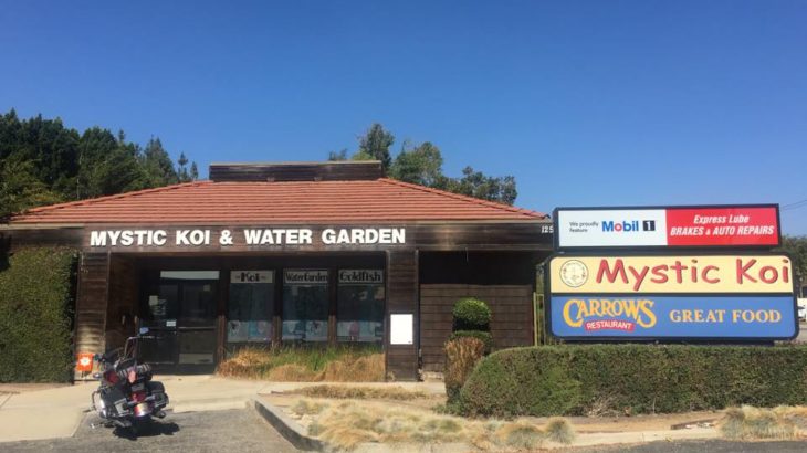 Mystic Koi visit in America California One of the long time customer in USA.