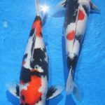 Dainichi koi farm breed