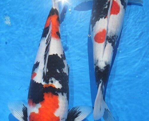 Dainichi koi farm breed