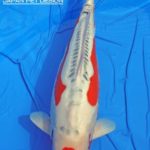 Th42 Hokkaido koi show visited on 15.May