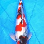 Th42 Hokkaido koi show visited on 15.May