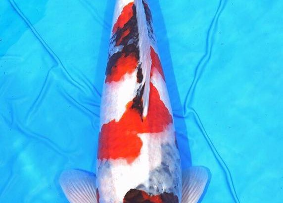 Th42 Hokkaido koi show visited on 15.May