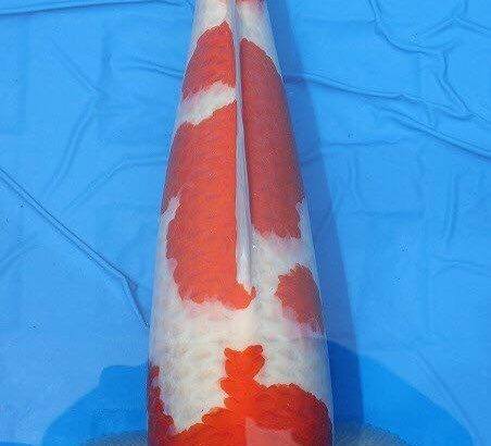 Th42 Hokkaido koi show visited on 15.May