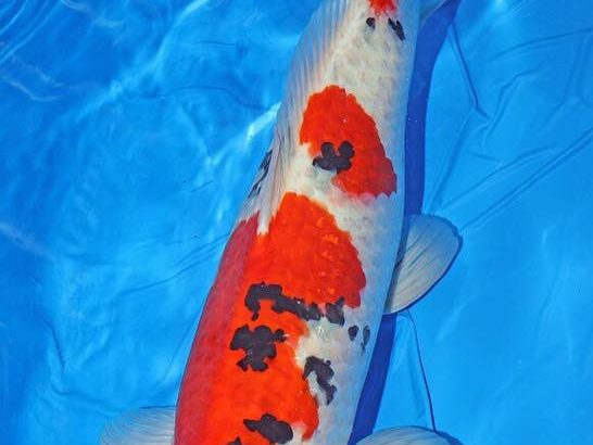 Th42 Hokkaido koi show visited on 15.May