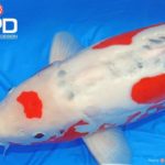 Th42 Hokkaido koi show visited on 15.May