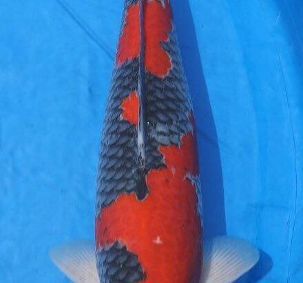 Th42 Hokkaido koi show visited on 15.May