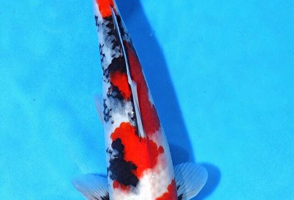 Th42 Hokkaido koi show visited on 15.May