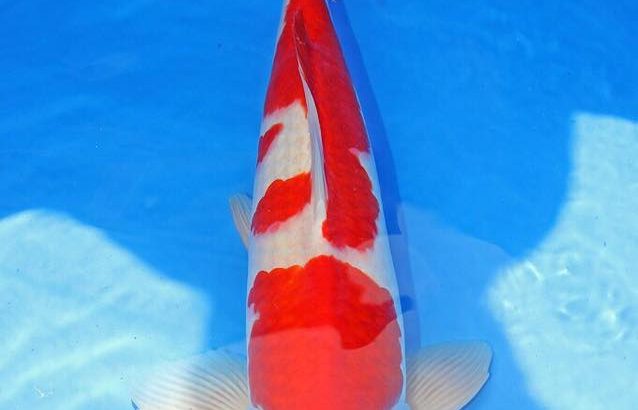 Th6 Tohoku Hokkaido area young koi show visit. Yamagata prefecture  55bu Champion koi as below.