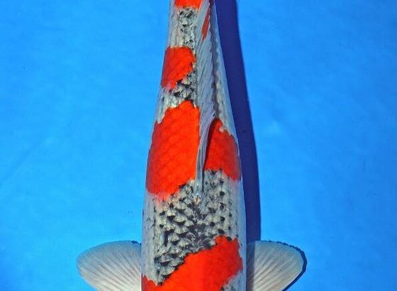 Th6 Tohoku Hokkaido area young koi show visit. Yamagata prefecture Adult Sakura prize koi as below.