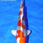 Th6 Tohoku Hokkaido area young koi show visit. Yamagata prefecture Sakura prize koi as below.