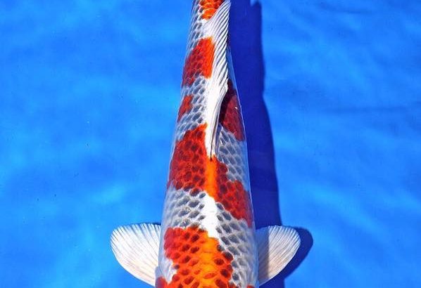 Th6 Tohoku Hokkaido area young koi show visit. Yamagata prefecture Sakura prize koi as below.