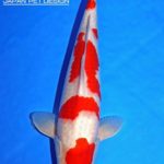 Th6 Tohoku Hokkaido area young koi show visit. Yamagata prefecture 40bu prize koi as below.