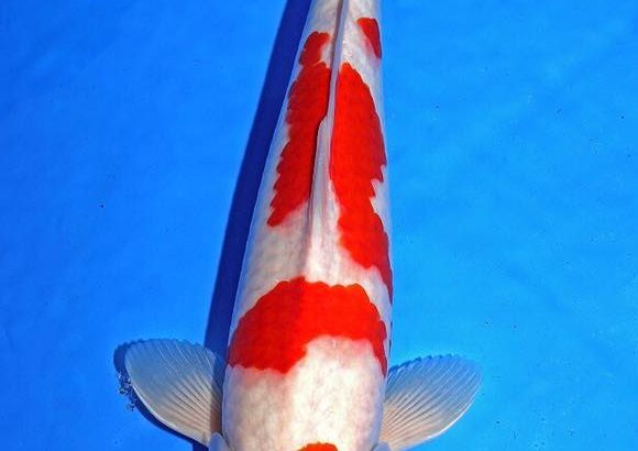 Th6 Tohoku Hokkaido area young koi show visit. Yamagata prefecture 40bu prize koi as below.