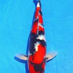 Th6 Tohoku Hokkaido area young koi show visit. Yamagata prefecture Ooki koi farm breed.