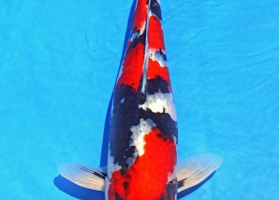 Th6 Tohoku Hokkaido area young koi show visit. Yamagata prefecture Ooki koi farm breed.