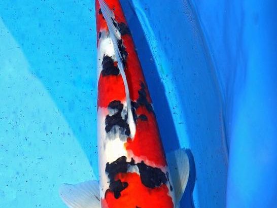 Th6 Tohoku Hokkaido area young koi show visit. Yamagata prefecture Young grand champion koi as below.