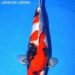 Th6 Tohoku Hokkaido area young koi show visit. Yamagata prefecture Adult grand champion koi as below.