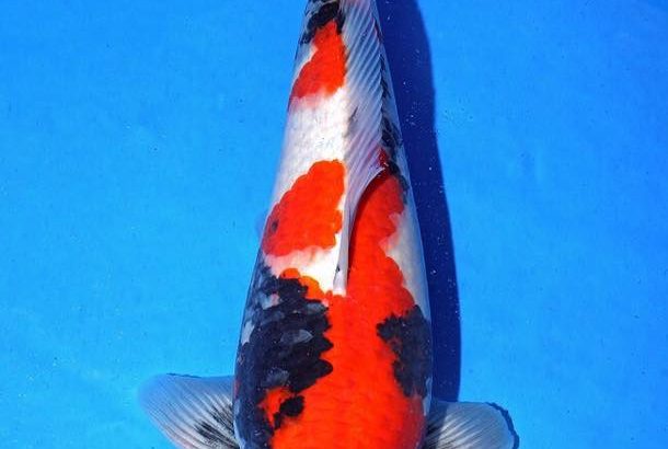 Th6 Tohoku Hokkaido area young koi show visit. Yamagata prefecture Adult grand champion koi as below.